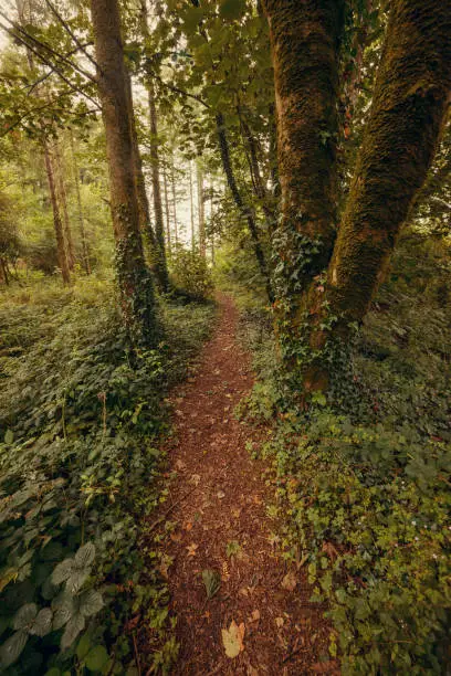 Beautiful pathway and woodland in rainy day - Blarney Gardens, County Cork, Ireland