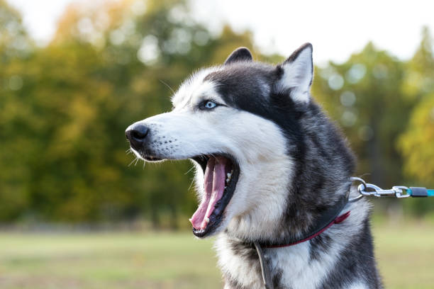 istock Siberian Husky with open mouth. 1178307814