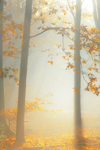 istock Misty forest during a beautiful foggy autumn day 1178307820