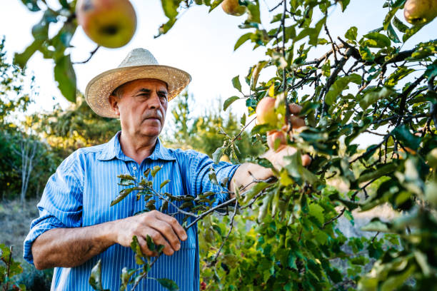 istock Senior man harvesting apples 1178307990