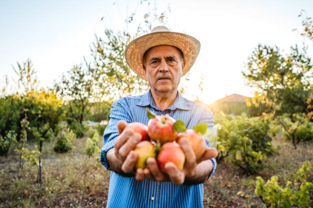 istock Senior man harvesting apples 1178308029