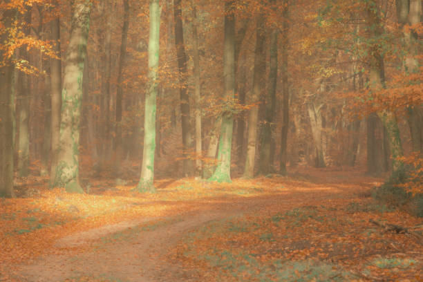 Path through a misty forest during a beautiful foggy autumn day. The forest ground of the Speulder and Sprielderbos in the Veluwe nature reserve is covered with brown fallen leaves and the path is disappearing in the distance. The fog is giving the forest a desolate atmosphere.