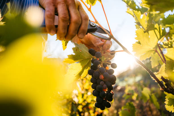 zbiory winogron w winnicy - senior adult caucasian farmer grape harvesting zdjęcia i obrazy z banku zdjęć