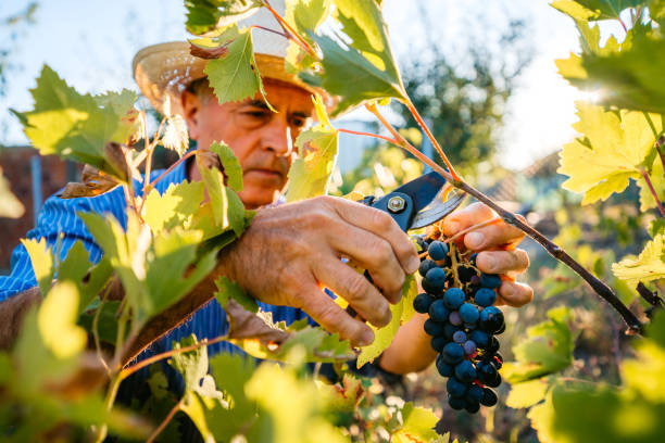 récolte de raisin dans le vignoble - winemaking grape harvesting crop photos et images de collection