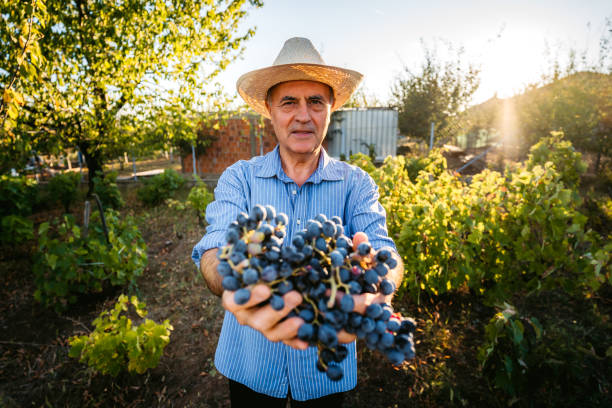 kombajn do zbioru winogron w winnicy - senior adult caucasian farmer grape harvesting zdjęcia i obrazy z banku zdjęć