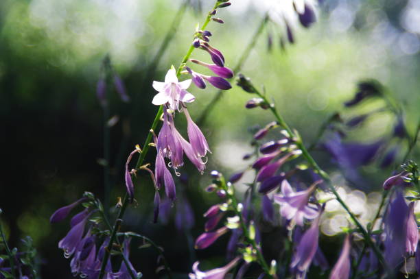 istock Flowers are always beautiful. 1178308866