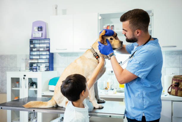 istock Veterinarian life 1178308935