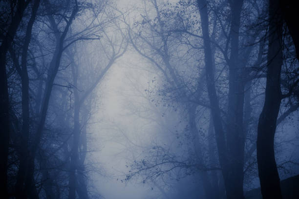 istock Foggy silhouettes of trunks and branches 1178309181