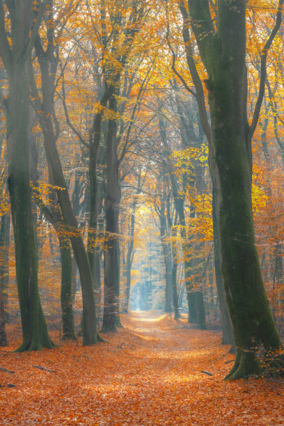 istock Path through a misty forest during a beautiful foggy autumn day 1178309286