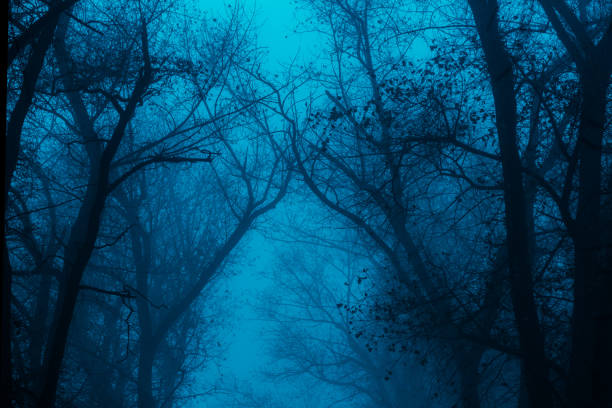 istock Foggy silhouettes of trunks and branches 1178309646