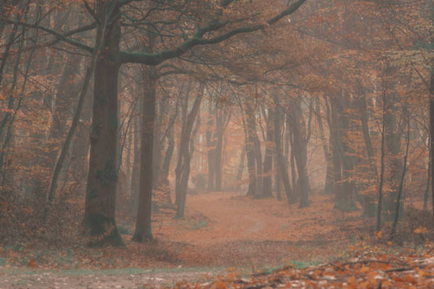 Path through a misty forest during a beautiful foggy autumn day. The forest ground of the Speulder and Sprielderbos in the Veluwe nature reserve is covered with brown fallen leaves and the path is disappearing in the distance. The fog is giving the forest a desolate atmosphere.
