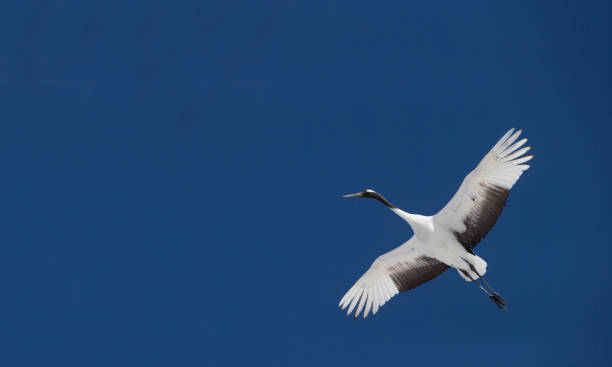 istock Japanese cranes on the clear blue sky 1178310815