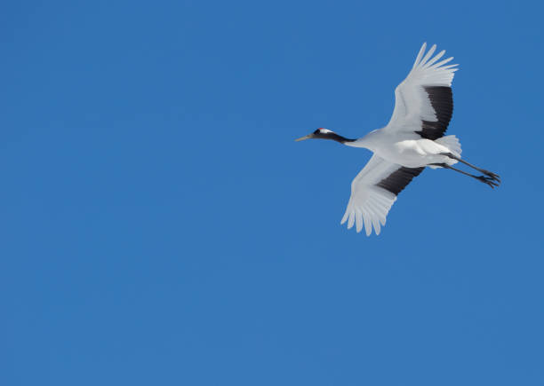 istock Japanese cranes on the clear blue sky 1178310819