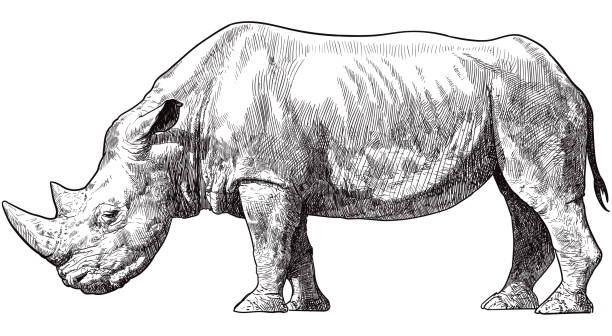 Vector drawing of Rhino Retro style drawing of rhinoceros. Vintage illustration rhinoceros stock illustrations
