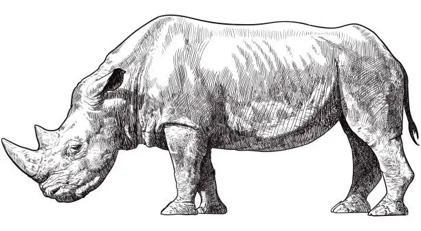 Vector illustration of Vector drawing of Rhino
