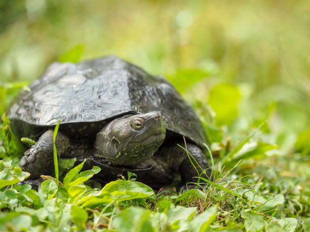 tortuga descansando en tierra - turtle grass fotografías e imágenes de stock