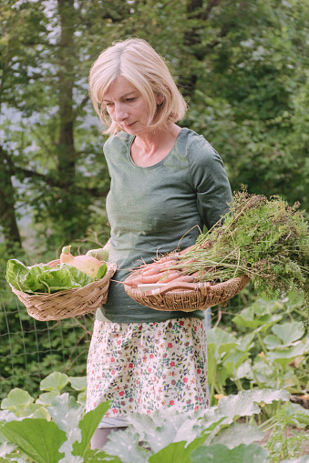 Woman Harvesting Organic Growing Vegetables in Late Summer Garden