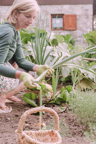 istock Woman Picking Fresh Leeks in Organic Kitchen Garden 1178312429