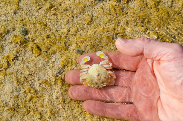 phi phi island seascape crab on the hand