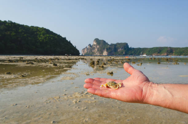 phi phi island seascape crab on the hand