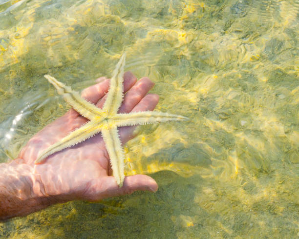 istock hand with a golden starfish 1178313869