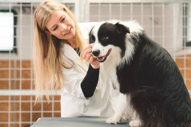 istock Veterinarian cleaning dogs eyes 1178315826