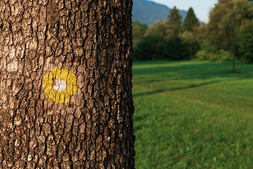 Yellow dot marking for hiking path on tree trunk in natural parkland