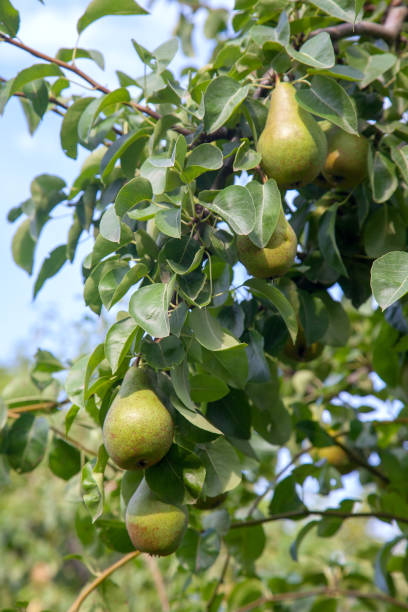 istock Shiny delicious pears hanging from a tree branch in the orchard. 1178316175