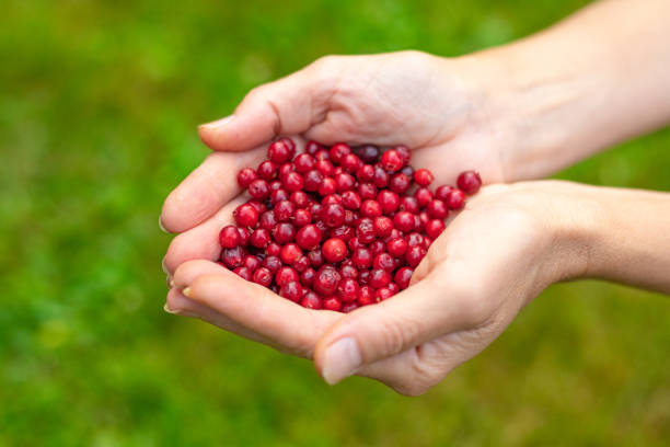 istock Female palms with berries on a green grassy background 1178317696