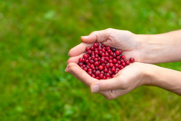 istock Female palms with berries on a green grassy background 1178317697