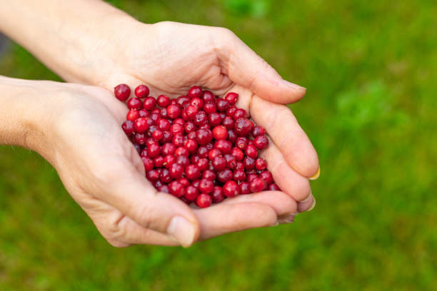 istock Female palms with berries on a green grassy background 1178317701