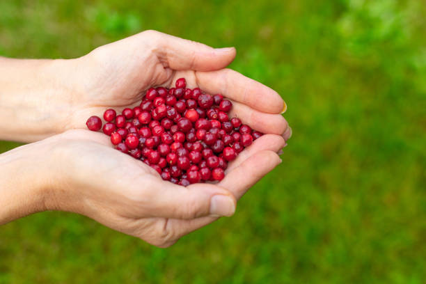 istock Female palms with berries on a green grassy background 1178317702