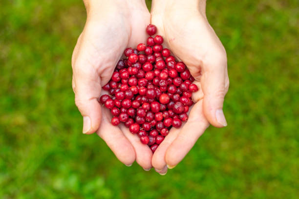 istock Female palms with berries on a green grassy background 1178317711
