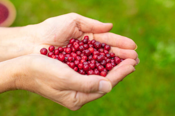 istock Female palms with berries on a green grassy background 1178317728