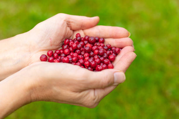 istock Female palms with berries on a green grassy background 1178317735