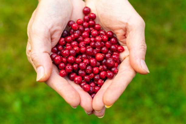 istock Female palms with berries on a green grassy background 1178317737