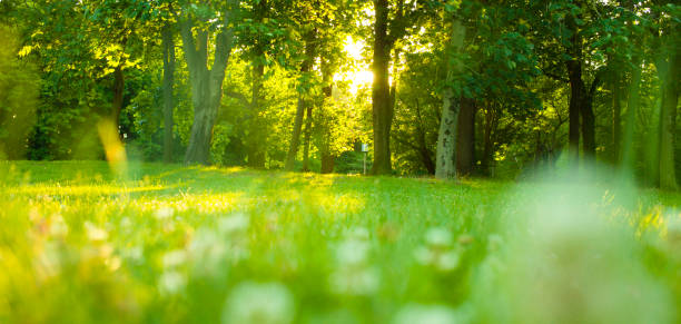 istock garden flowers 1178318231