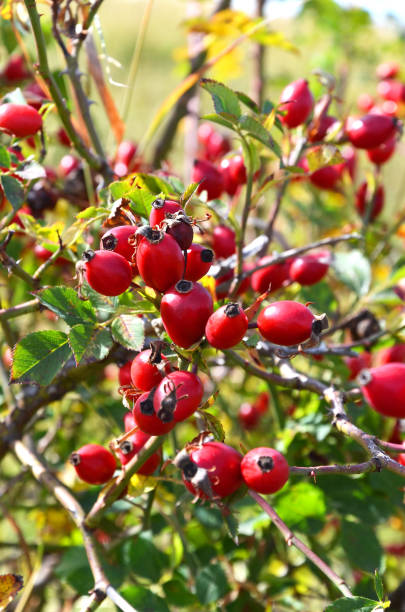 istock Rosehip shrup with fruits in autumn 1178319490