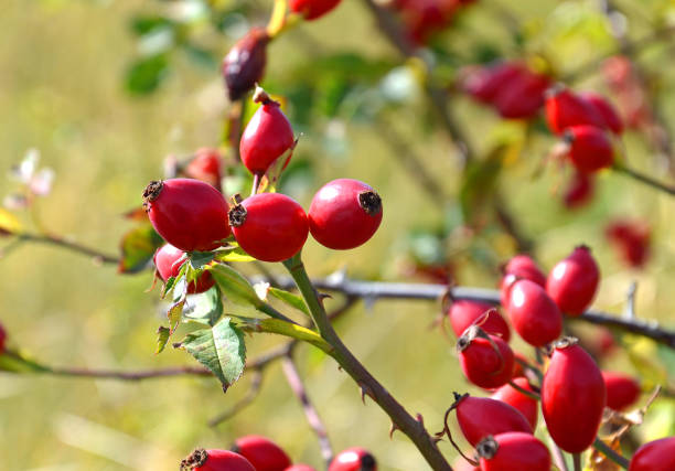 rosehip shrup with fruits in autumn - dogrose imagens e fotografias de stock