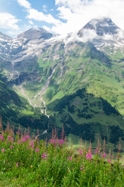 istock Blooming purple chamaenerion in the Austrian Alps 1178320773