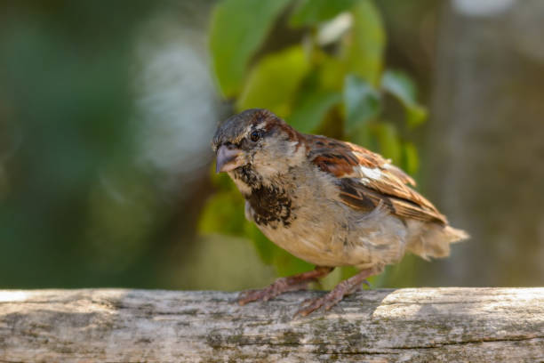istock A sparrow sits on a wooden fence 1178321017