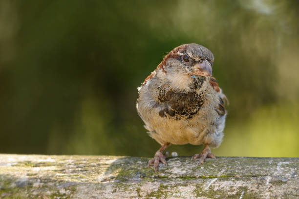 istock A sparrow sits on a wooden fence 1178321059