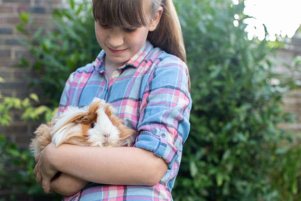 ragazza in possesso di animali domestici guinea pig all'aperto in giardino - guinea pig pets child stroking foto e immagini stock