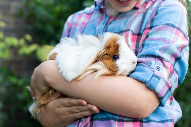 close up di ragazza holding guinea pig outdoors in garden - guinea pig pets child stroking foto e immagini stock