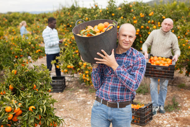 istock Group of farmers picking mandarins 1178322772