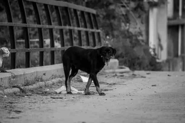 Photo of black amd whit shot of dog.