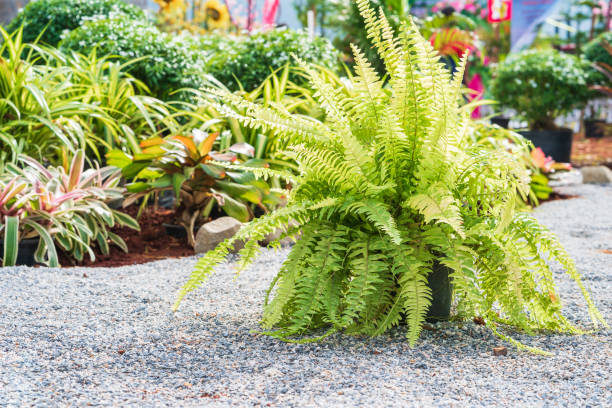 istock Fern plant on the pebble ground 1178323807