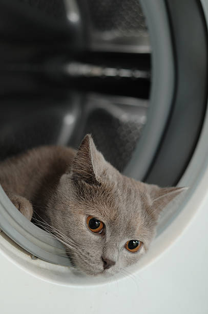 Small black and white cat looking in washing machine