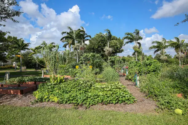 Organic community garden located in downtown Boca Raton.  The garden is one and a half acre large and consists of fruits, vegetables, flowers, plants and trees