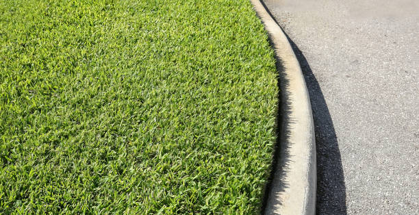st. augustine grass - lancil imagens e fotografias de stock
